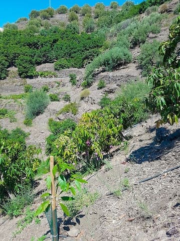 Mark till salu i Torrox Pueblo, Torrox - 45 000 € (Ref: 8183134)