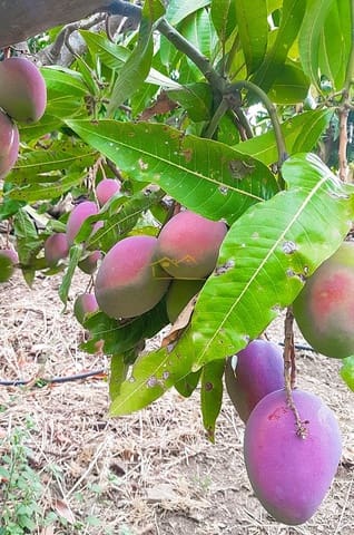 Mark till salu i Torrox Pueblo, Torrox - 45 000 € (Ref: 8183134)