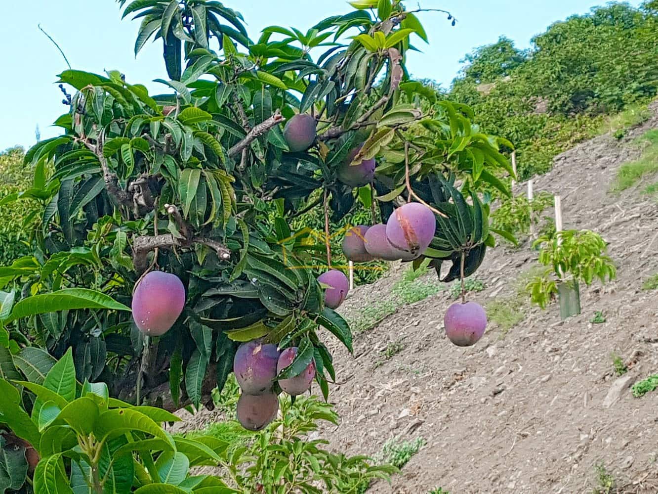 Grunde uden byggetilladelser til salg i Torrox - € 45.000 (Ref: 8183134)