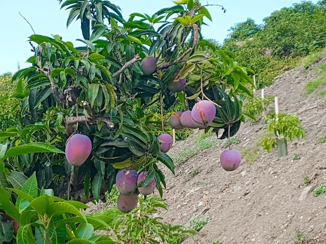 Mark till salu i Torrox Pueblo, Torrox - 45 000 € (Ref: 8183134)