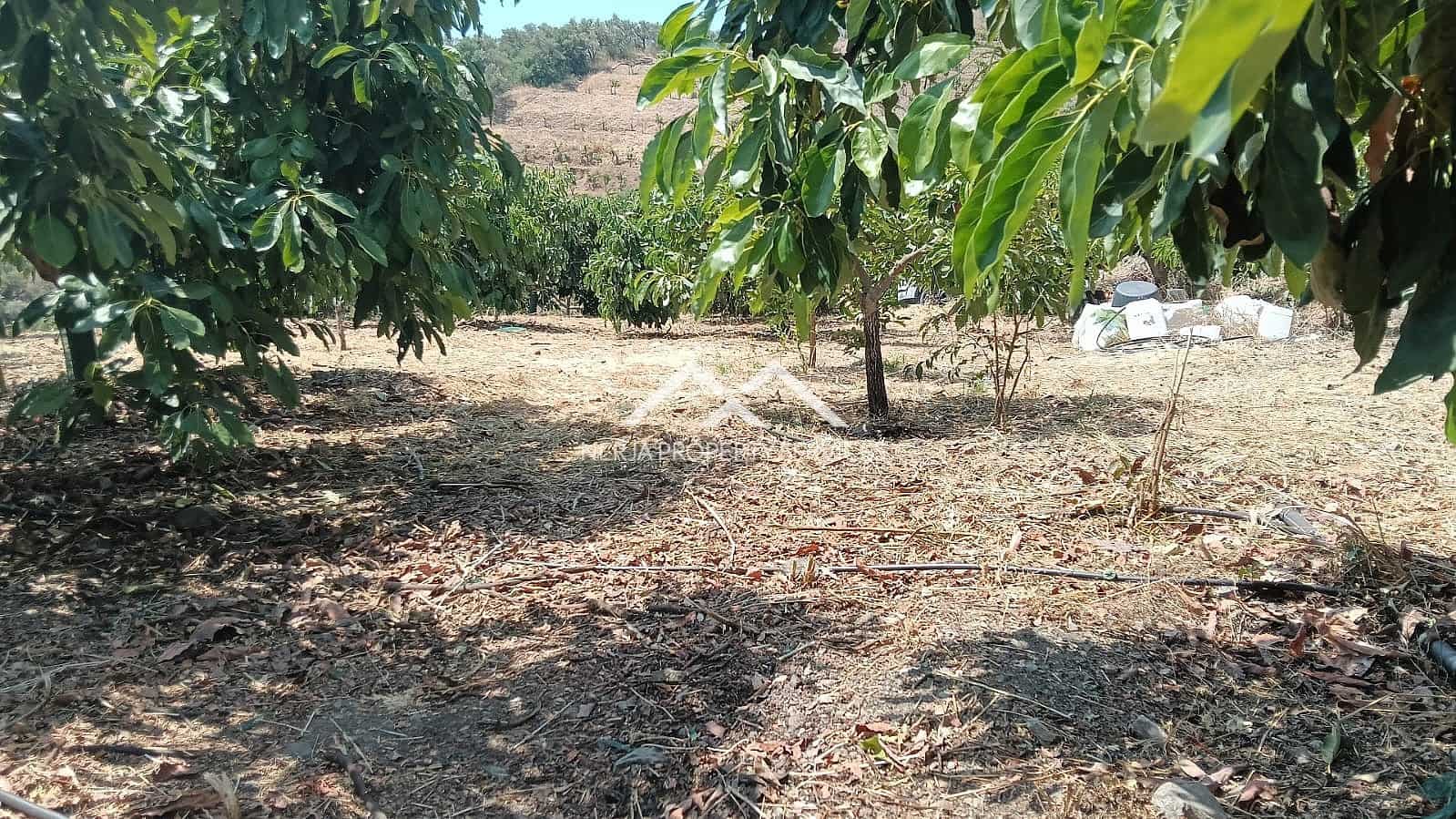 Rakentamaton maa myytävänä paikassa Frigiliana - 55 000 € (Ref: 9193003)