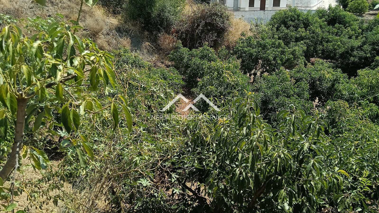 Rakentamaton maa myytävänä paikassa Frigiliana - 55 000 € (Ref: 9193003)