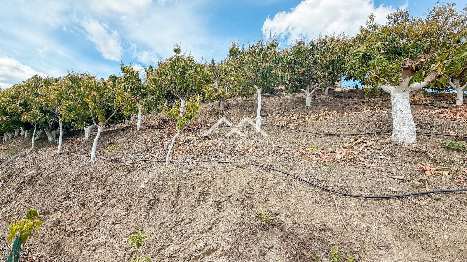 Teren niezagospodarowany na sprzedaż w Frigiliana - 149 000 € (Ref: 9771989)