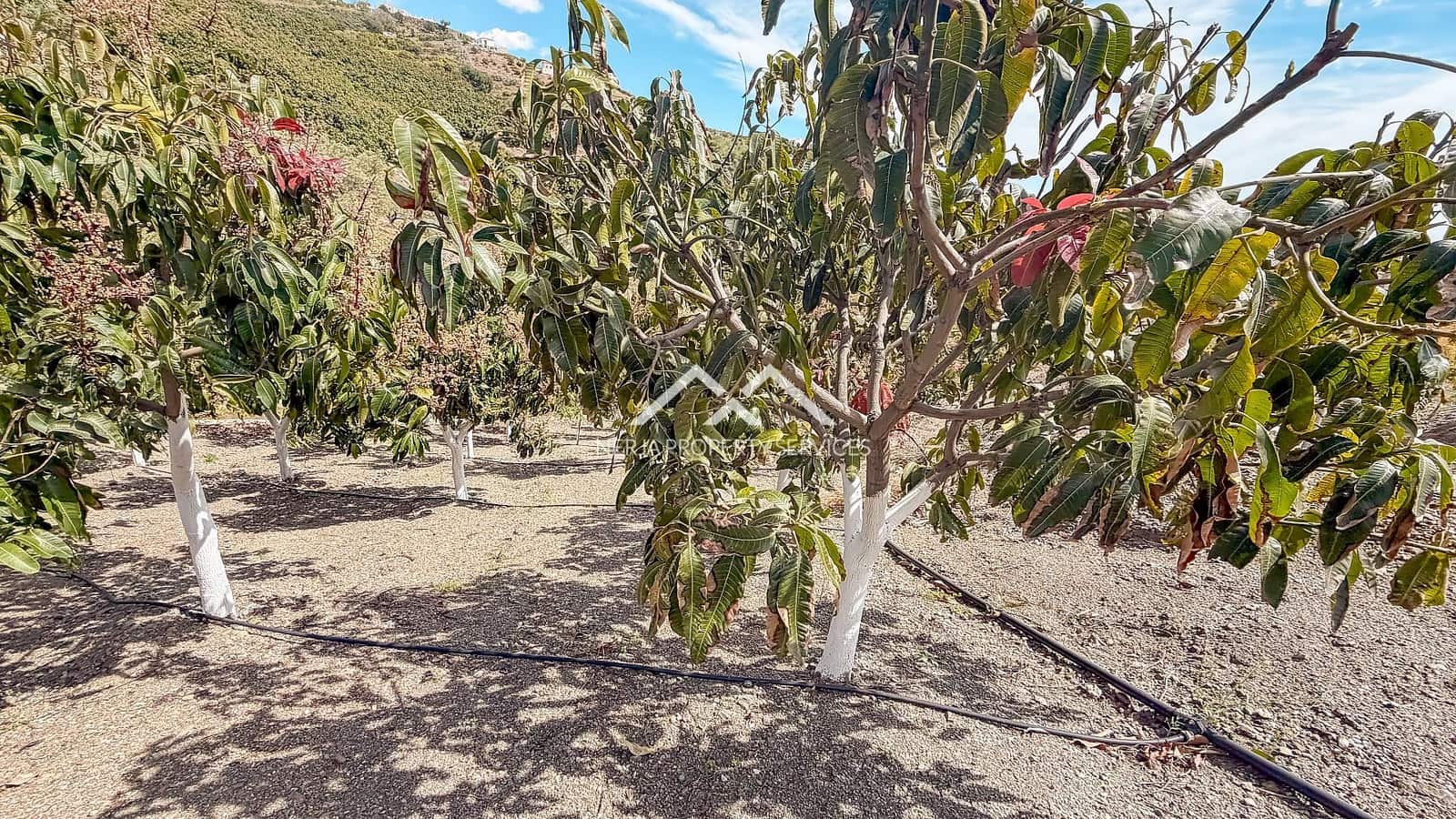 Teren niezagospodarowany na sprzedaż w Frigiliana - 149 000 € (Ref: 9771989)