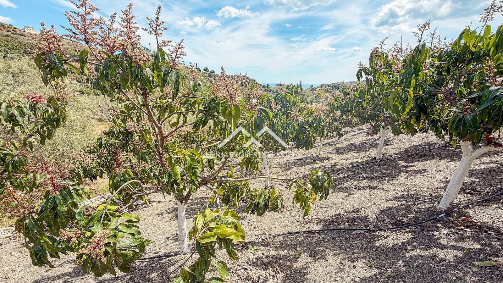 Teren niezagospodarowany na sprzedaż w Frigiliana - 149 000 € (Ref: 9771989)