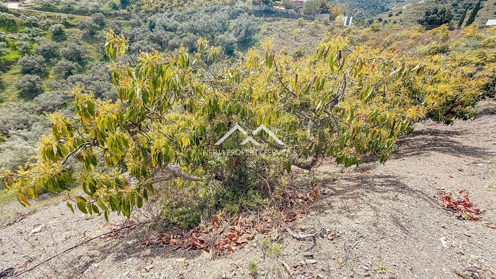 Teren niezagospodarowany na sprzedaż w Frigiliana - 149 000 € (Ref: 9771989)