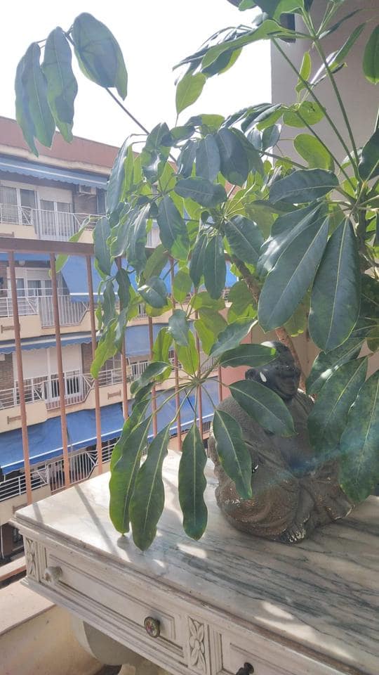 4 chambre Appartement à vendre à Alicante ville - 270 000 € (Ref: 9033257)