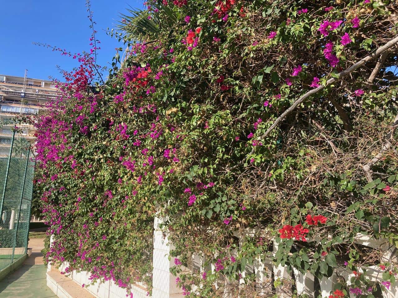 2 Zimmer Wohnung zu verkaufen in Alicante / Alacant Stadt mit Garage - 395.000 € (Ref: 9548929)