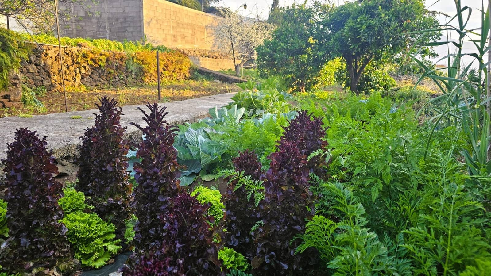 4 soveværelse Villa til salg i La Matanza de Acentejo med swimmingpool - € 799.500 (Ref: 8678371)