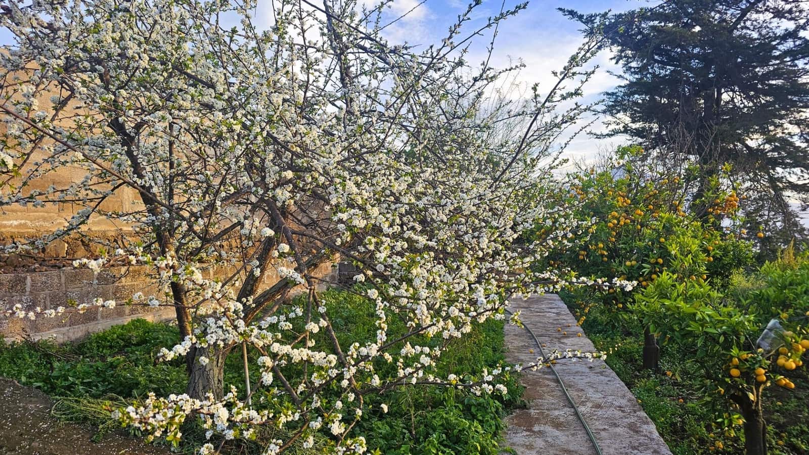 4 soveværelse Villa til salg i La Matanza de Acentejo med swimmingpool - € 799.500 (Ref: 8678371)