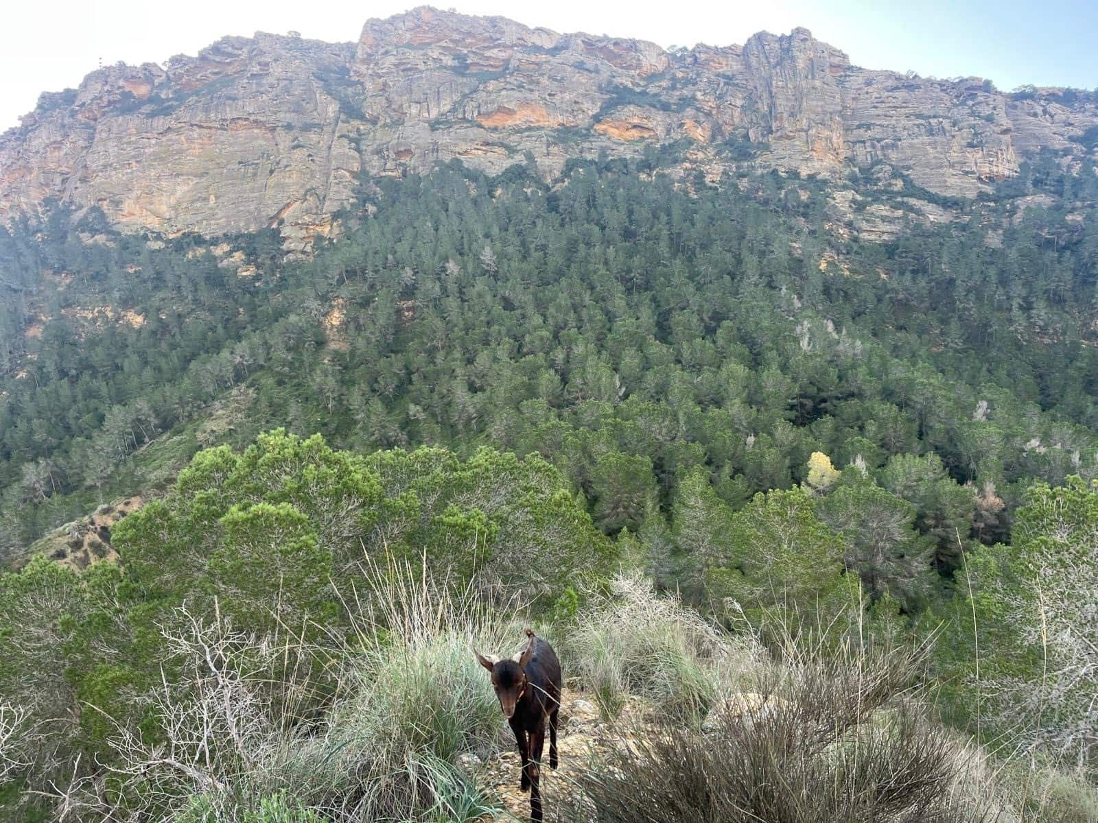 3 makuuhuone Maalaistalo myytävänä paikassa Canada de San Pedro mukana uima-altaan - 590 000 € (Ref: 9449908)