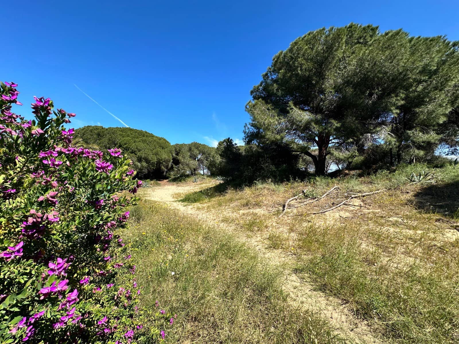 2 sypialnia Dom na sprzedaż w Guardamar del Segura - 115 000 € (Ref: 9784437)