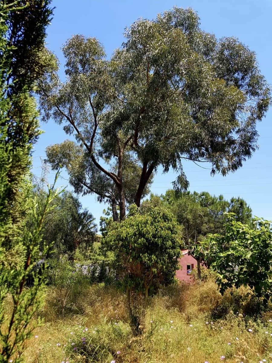 3 camera da letto Finca/Casa di Campagna in vendita in Las Palas con garage - 199.900 € (Rif: 7094064)