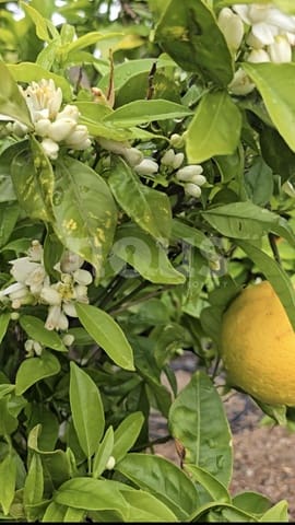 Finca/Landehus til salg i Guía de Isora - € 218.000 (Ref: 9023832)