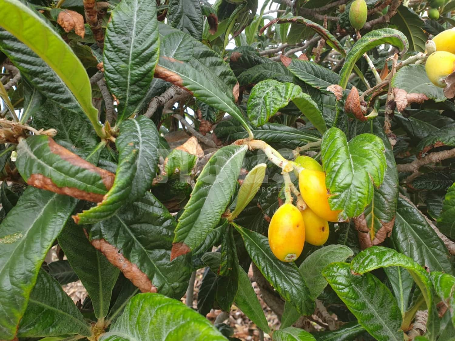 Finca/Landehus til salg i Guia de Isora - € 218.000 (Ref: 9023832)