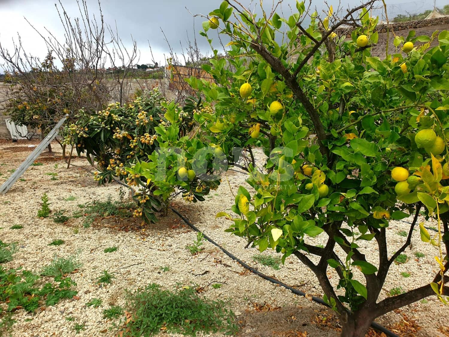 Finca/Landehus til salg i Guia de Isora - € 218.000 (Ref: 9023832)