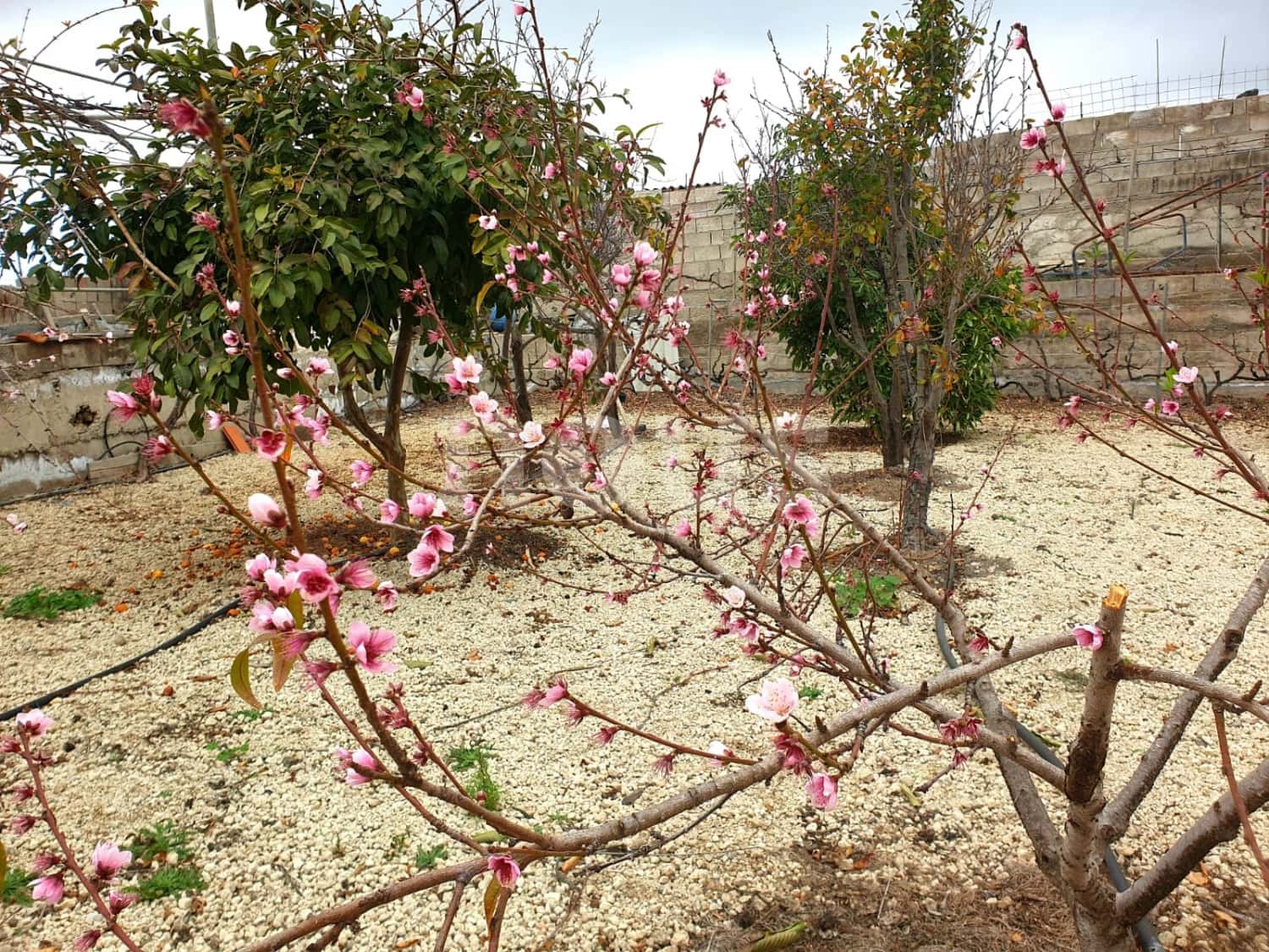 Finca/Landehus til salg i Guia de Isora - € 218.000 (Ref: 9023832)