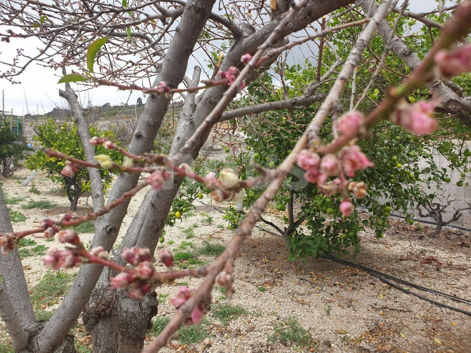 Finca/Landehus til salg i Guia de Isora - € 218.000 (Ref: 9023832)