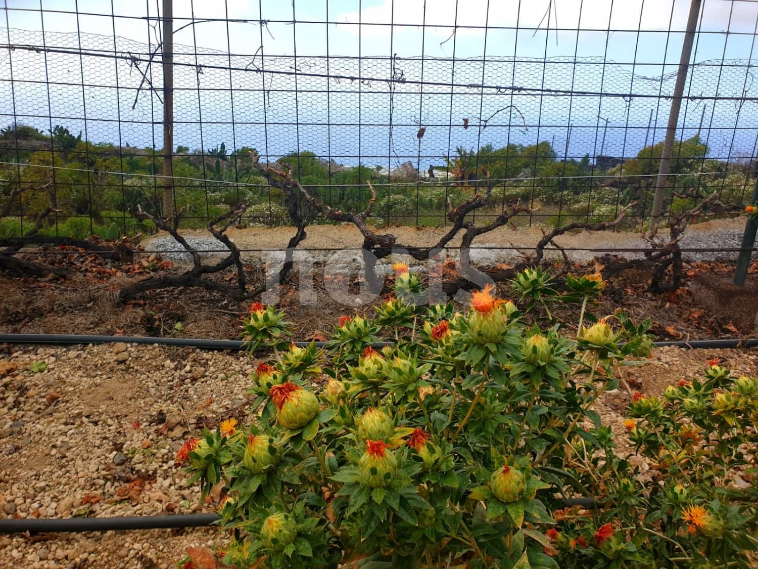 Finca/Landehus til salg i Guia de Isora - € 218.000 (Ref: 9023832)