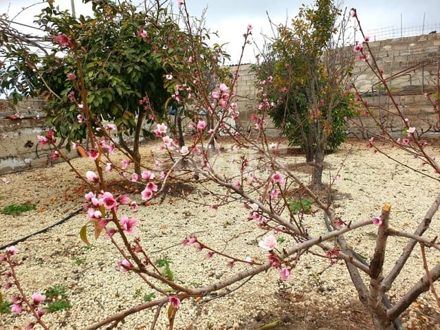 Finca/Landehus til salg i Guía de Isora - € 218.000 (Ref: 9023832)