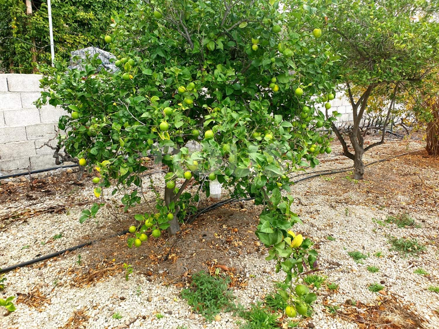 Finca/Landehus til salg i Guia de Isora - € 218.000 (Ref: 9023832)