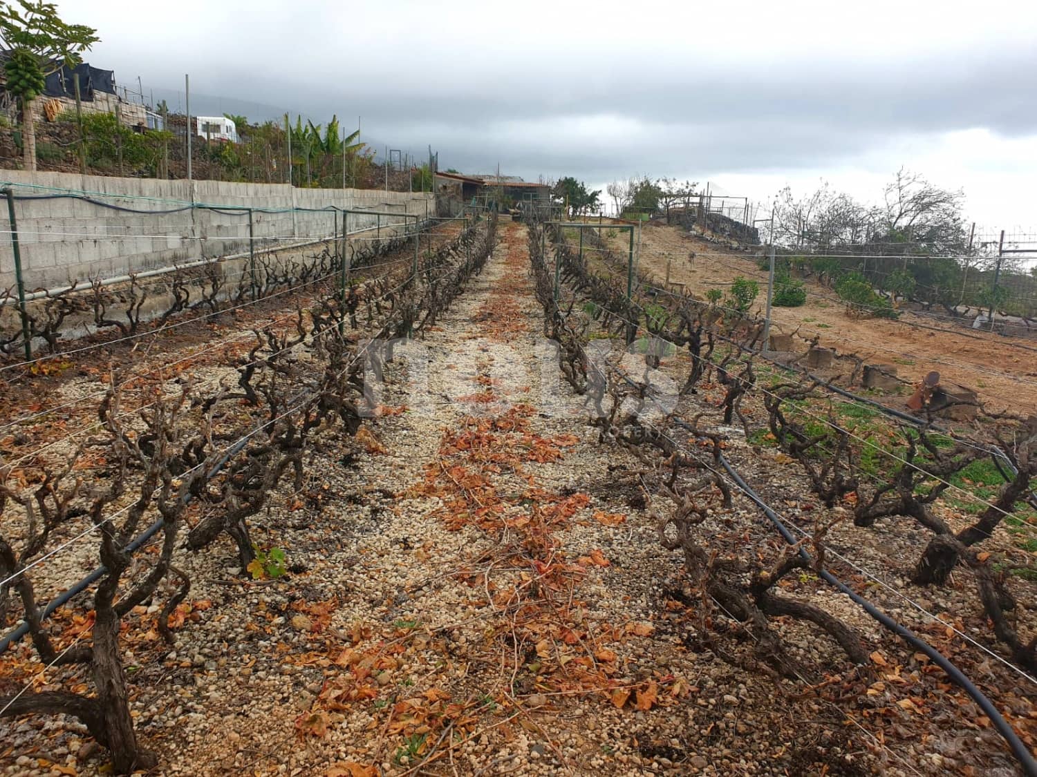 Finca/Landehus til salg i Guia de Isora - € 218.000 (Ref: 9023832)