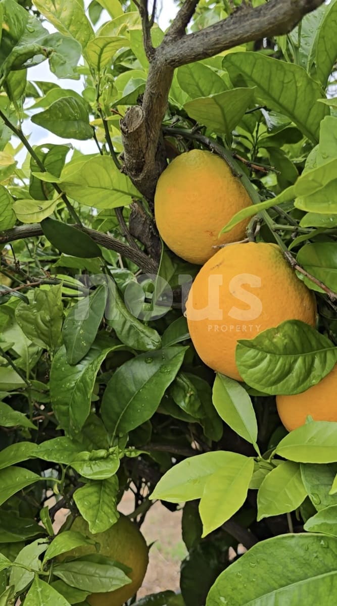 Finca/Landehus til salg i Guia de Isora - € 218.000 (Ref: 9023832)