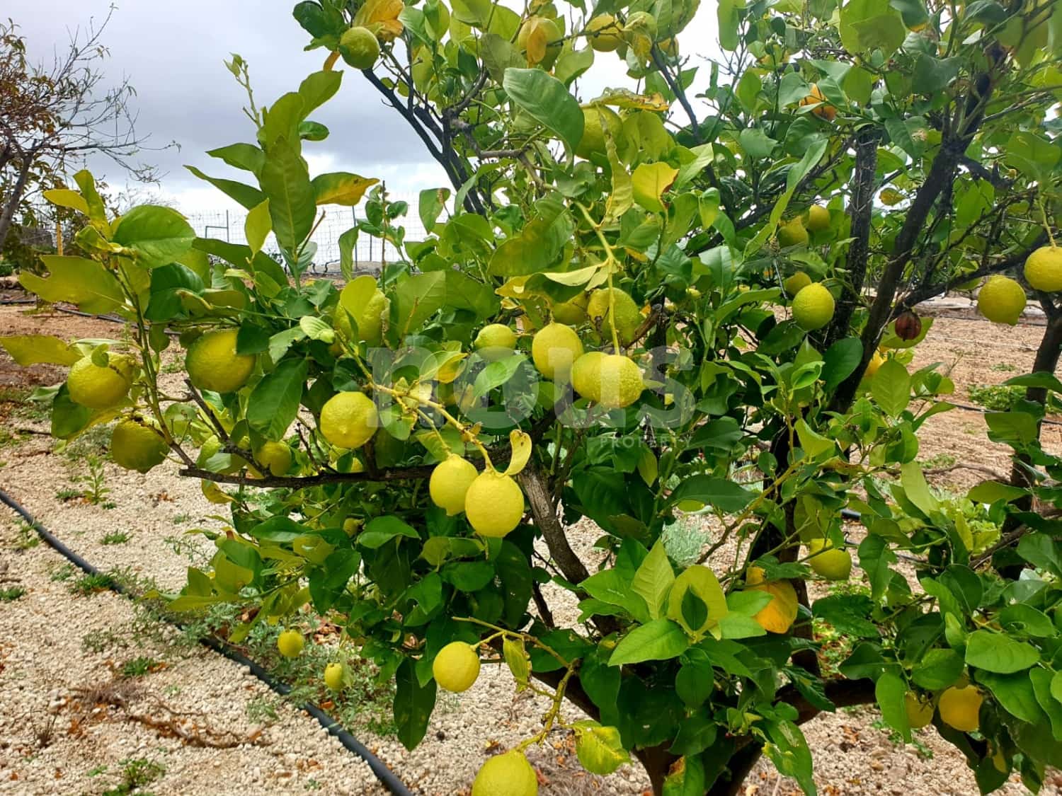 Finca/Landehus til salg i Guia de Isora - € 218.000 (Ref: 9023832)