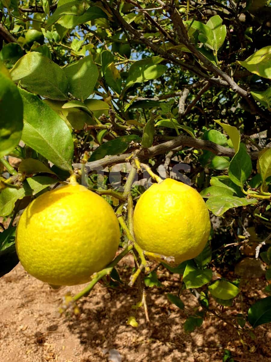 Finca/Landehus til salg i Guia de Isora - € 218.000 (Ref: 9023832)