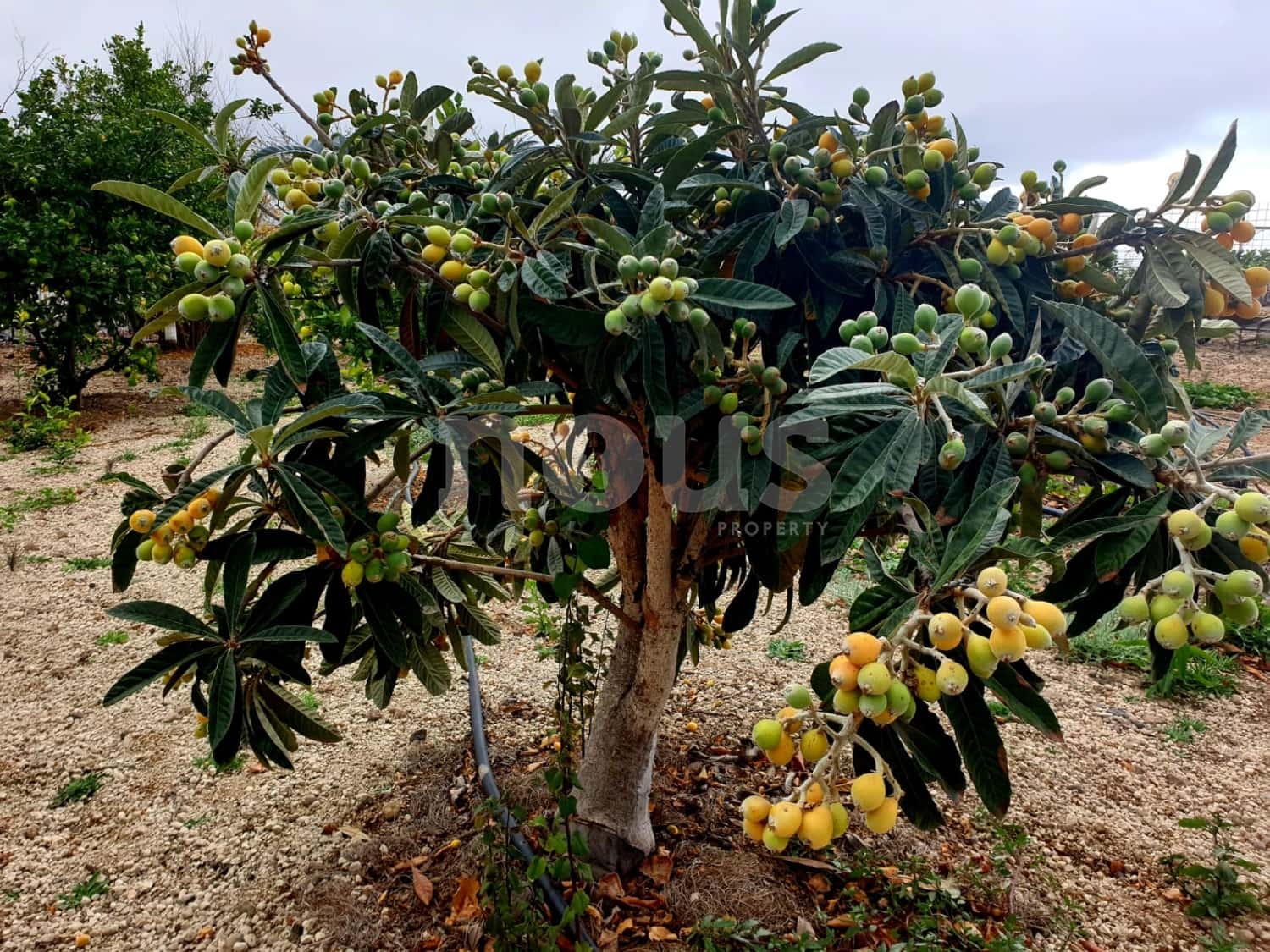 Finca/Landehus til salg i Guia de Isora - € 218.000 (Ref: 9023832)