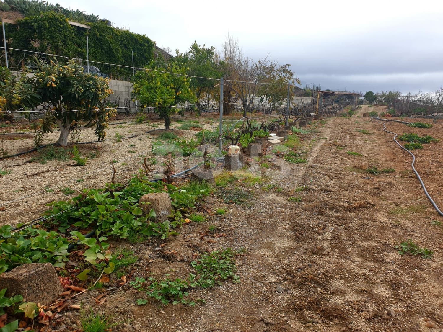 Finca/Landehus til salg i Guia de Isora - € 218.000 (Ref: 9023832)