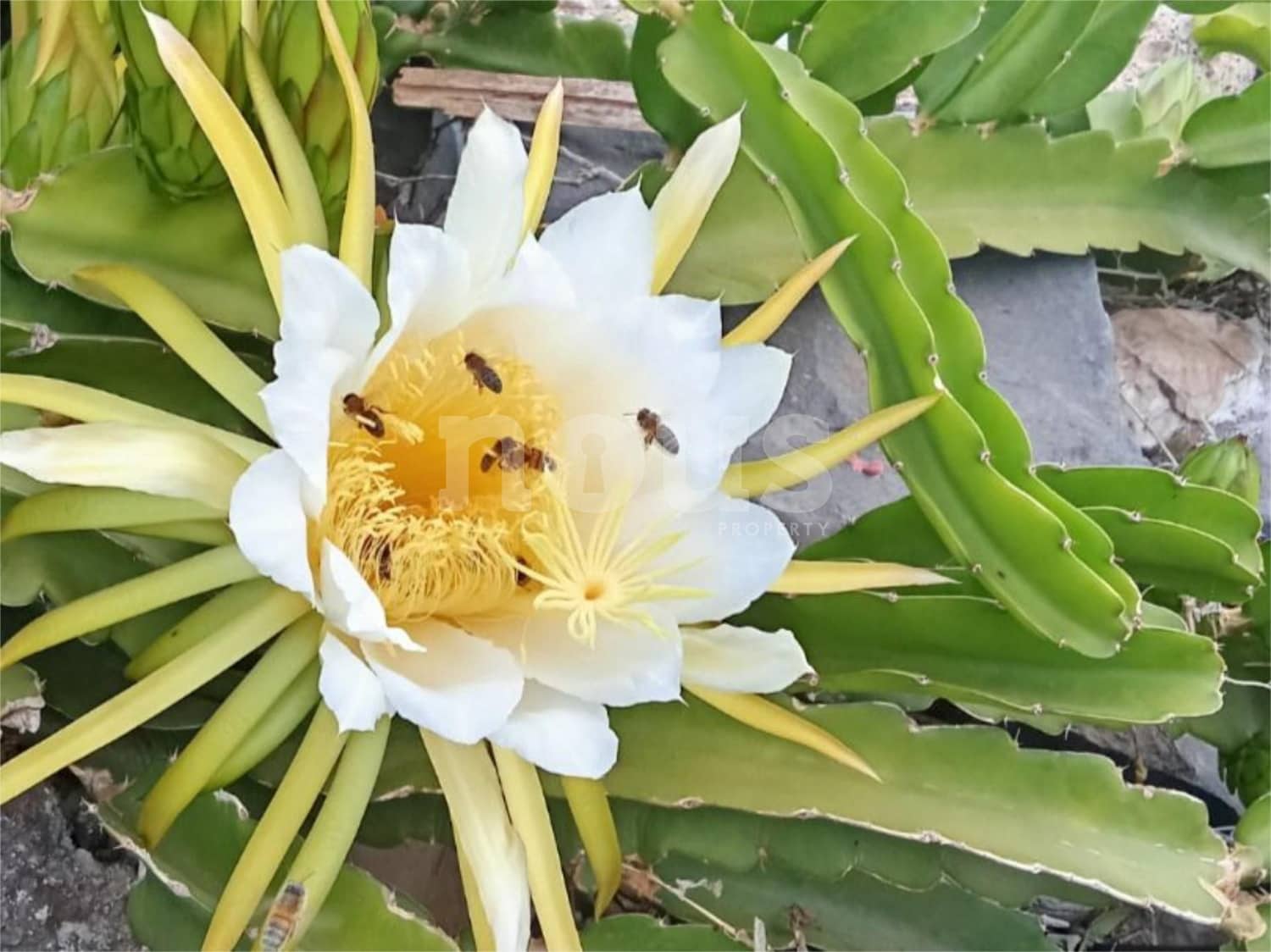 Adosado de 2 habitaciones en Los Menores en venta - 328.000 € (Ref: 9592195)