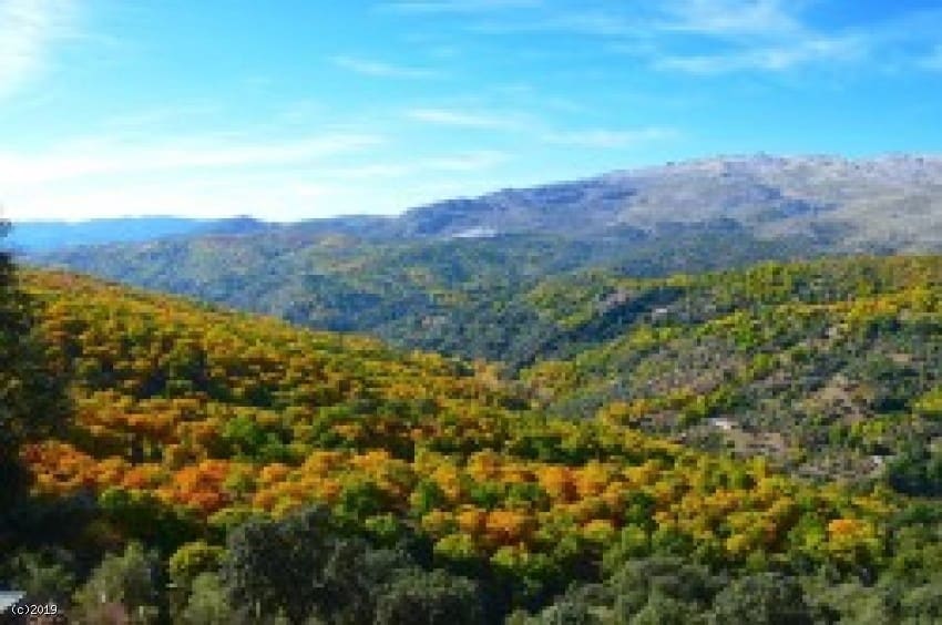 10 sypialnia Biznes na sprzedaż w Ronda - 530 000 € (Ref: 7716198)