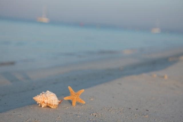 Bedrijf te koop in Sencelles - € 225.000 (Ref: 9626514)