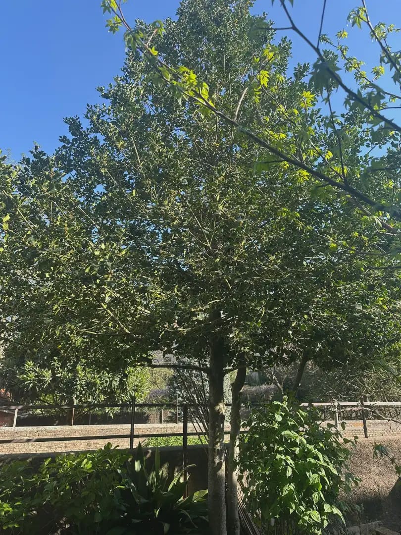 4 sypialnia Willa na sprzedaż w Olot z garażem - 365 000 € (Ref: 9882397)