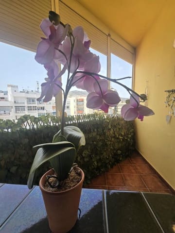 Studio te koop in Torremolinos - € 172.000 (Ref: 9970569)
