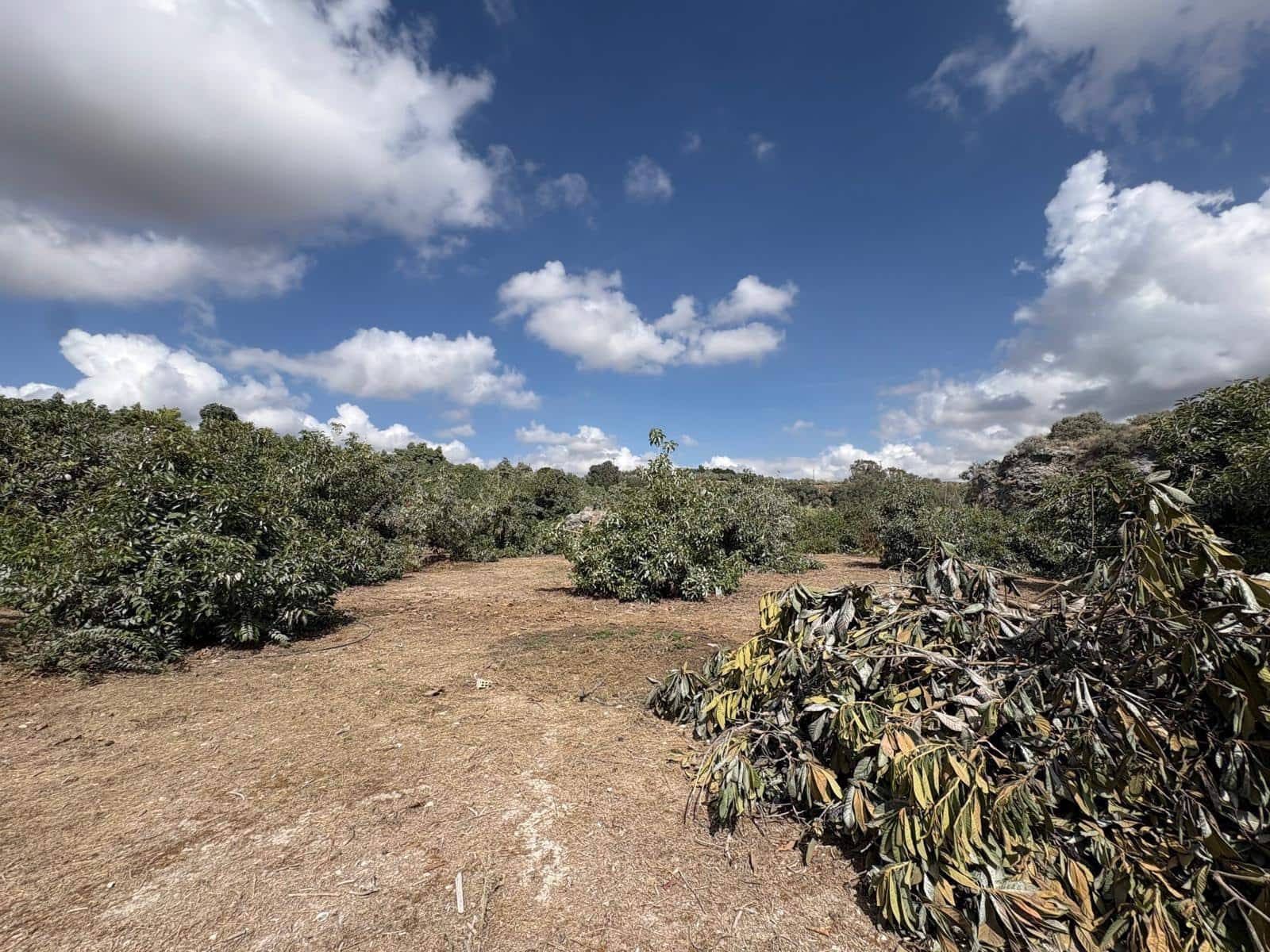 Finca/Casa Rural de 3 habitaciones en Coín en venta - 320.000 € (Ref: 10094941)