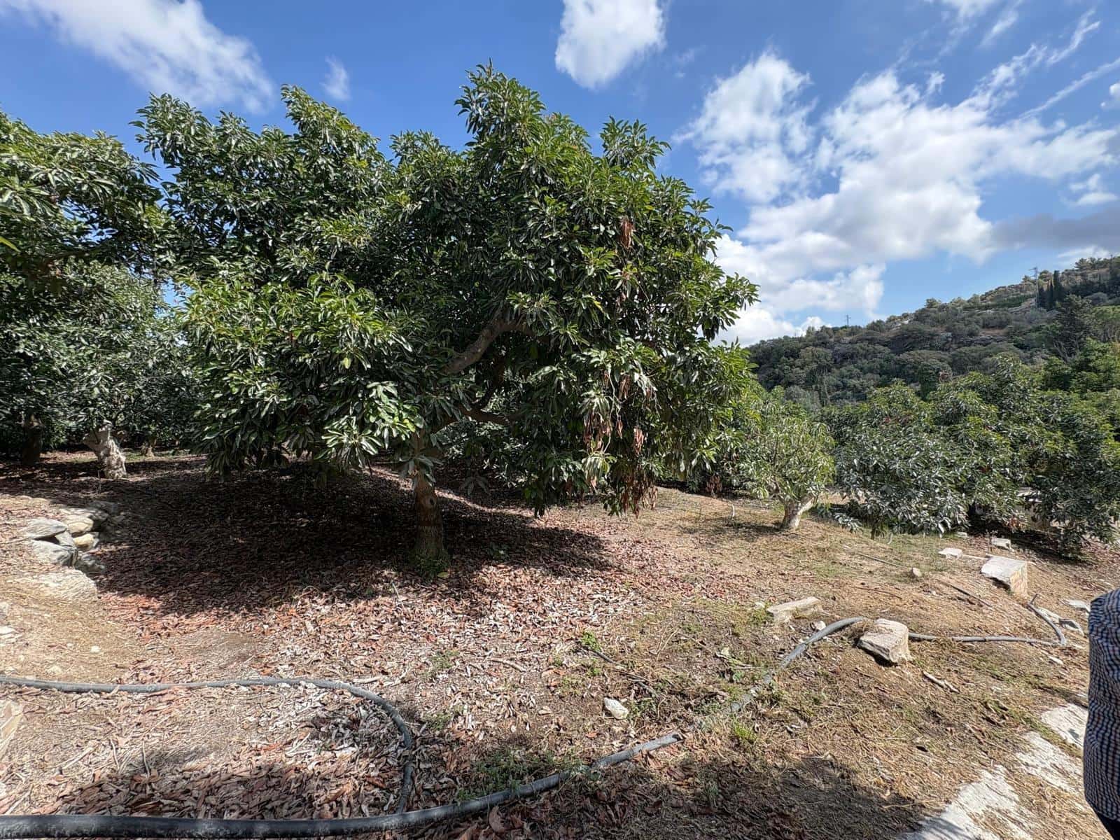 Finca/Casa Rural de 3 habitaciones en Coín en venta - 320.000 € (Ref: 10094941)