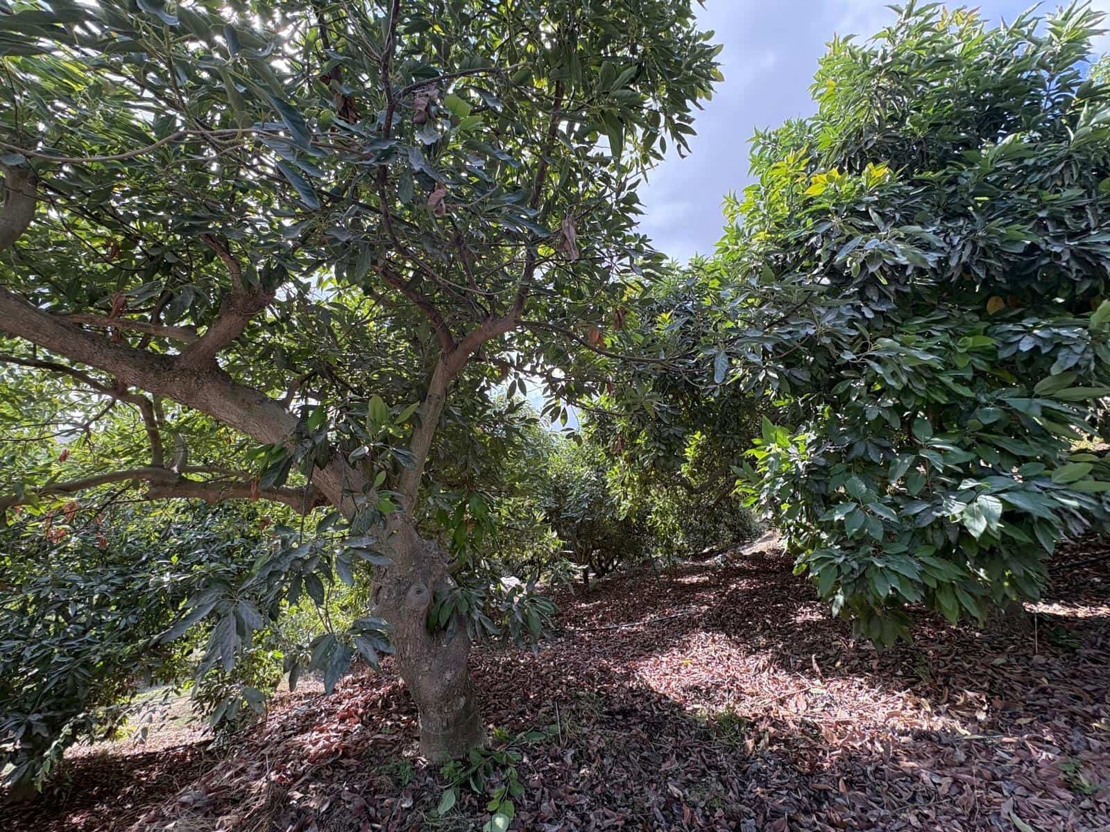 Finca/Casa Rural de 3 habitaciones en Coín en venta - 320.000 € (Ref: 10094941)