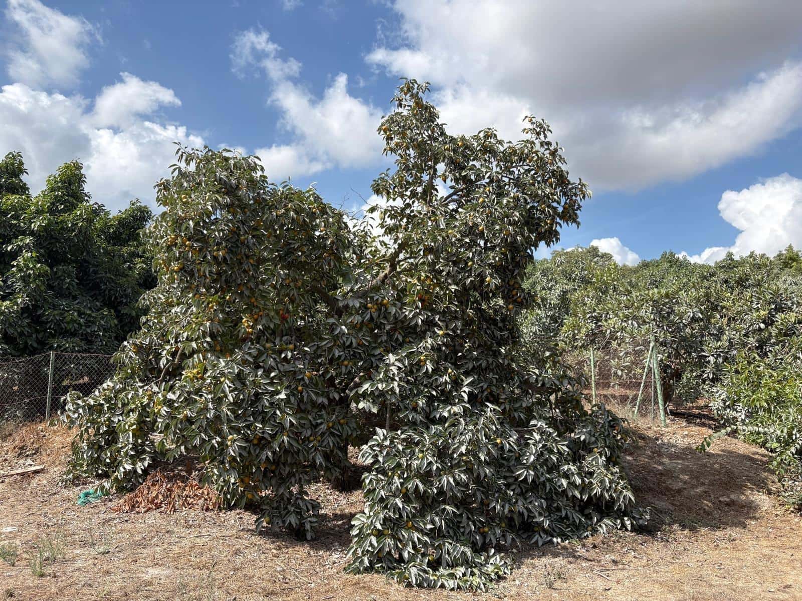 Finca/Casa Rural de 3 habitaciones en Coín en venta - 320.000 € (Ref: 10094941)