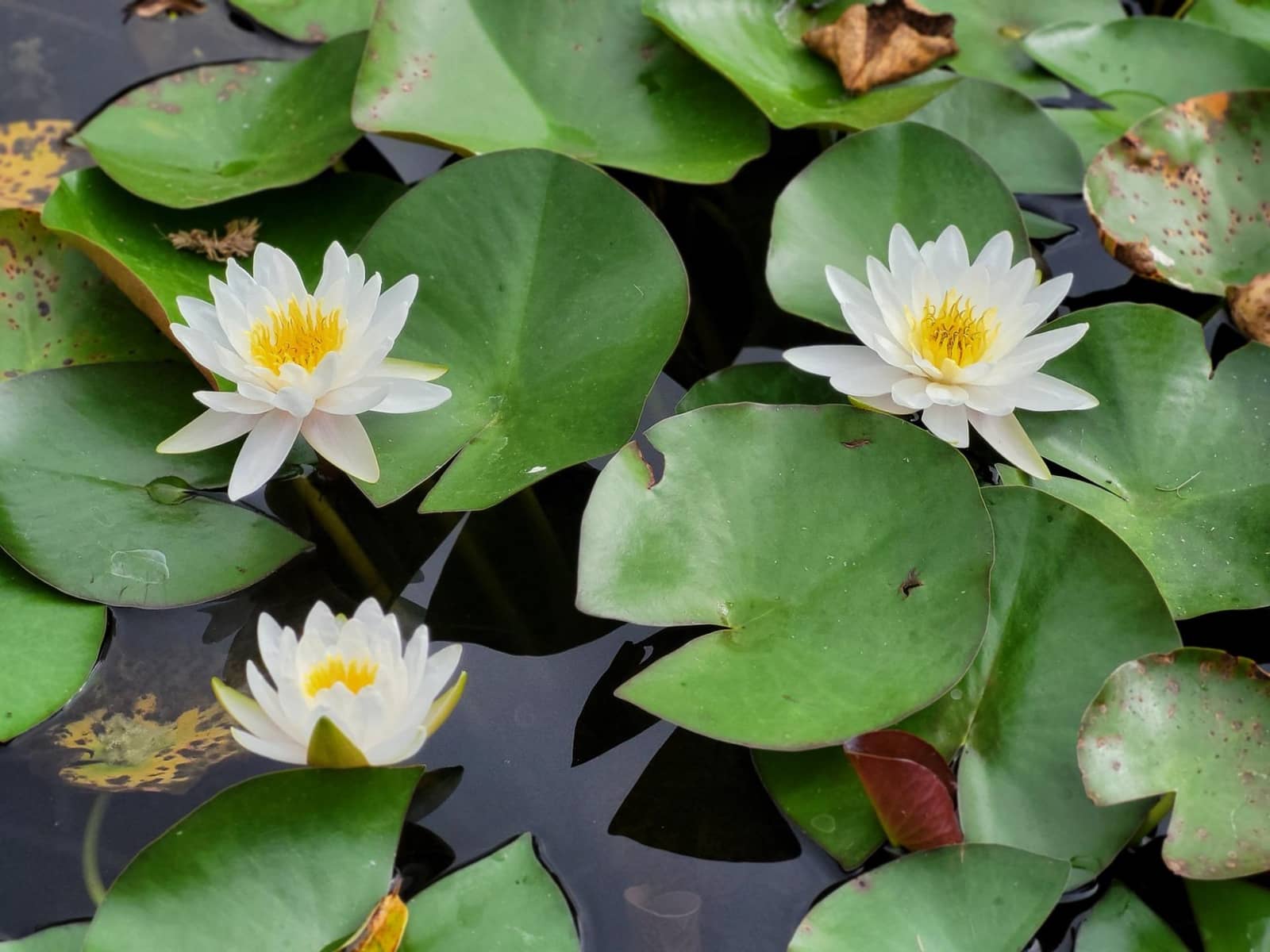 2 slaapkamer Appartement te koop in Costalita met zwembad garage - € 439.000 (Ref: 9683955)