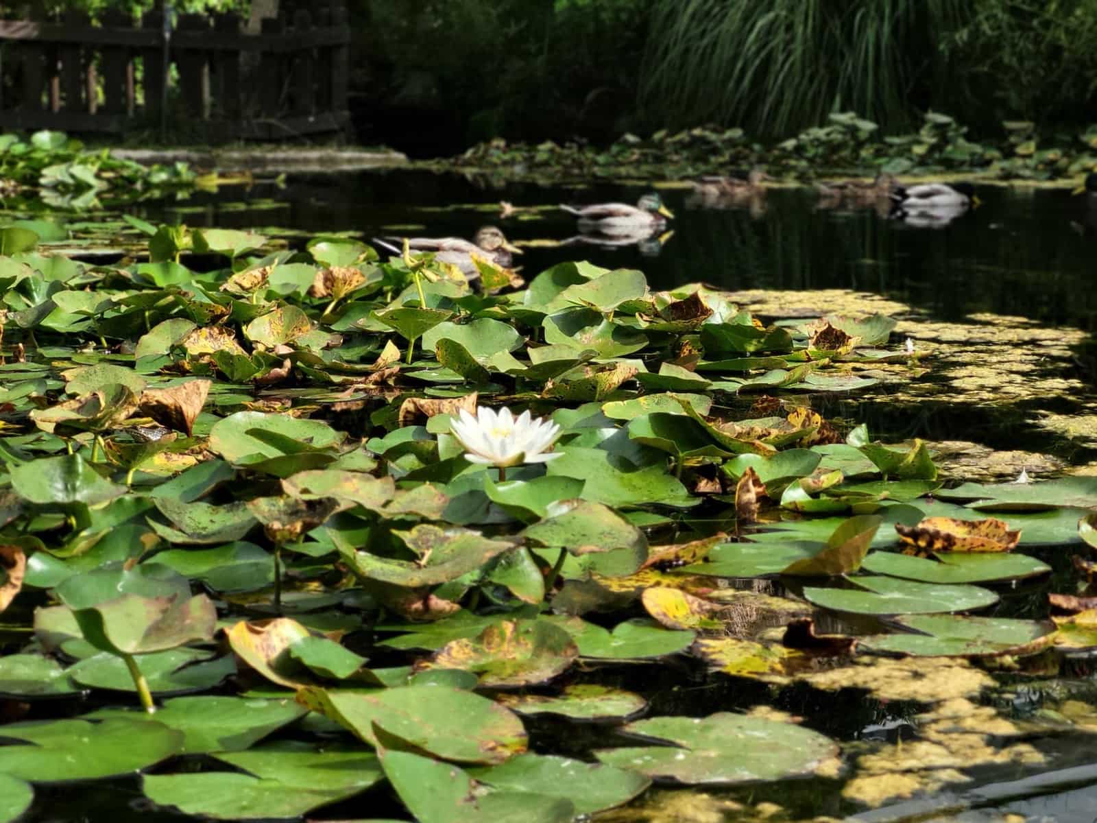 2 slaapkamer Appartement te koop in Costalita met zwembad garage - € 439.000 (Ref: 9683955)