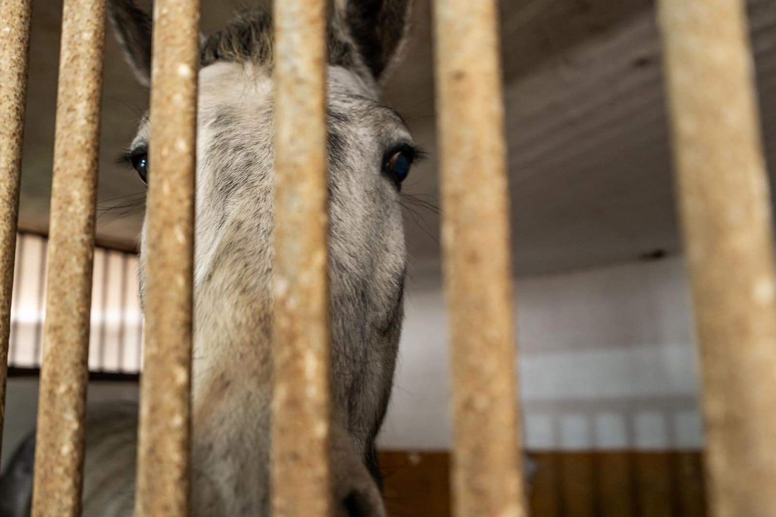 5 bedroom Finca/Country House for sale in Villanueva de la Concepcion with pool - € 1,600,000 (Ref: 9787487)