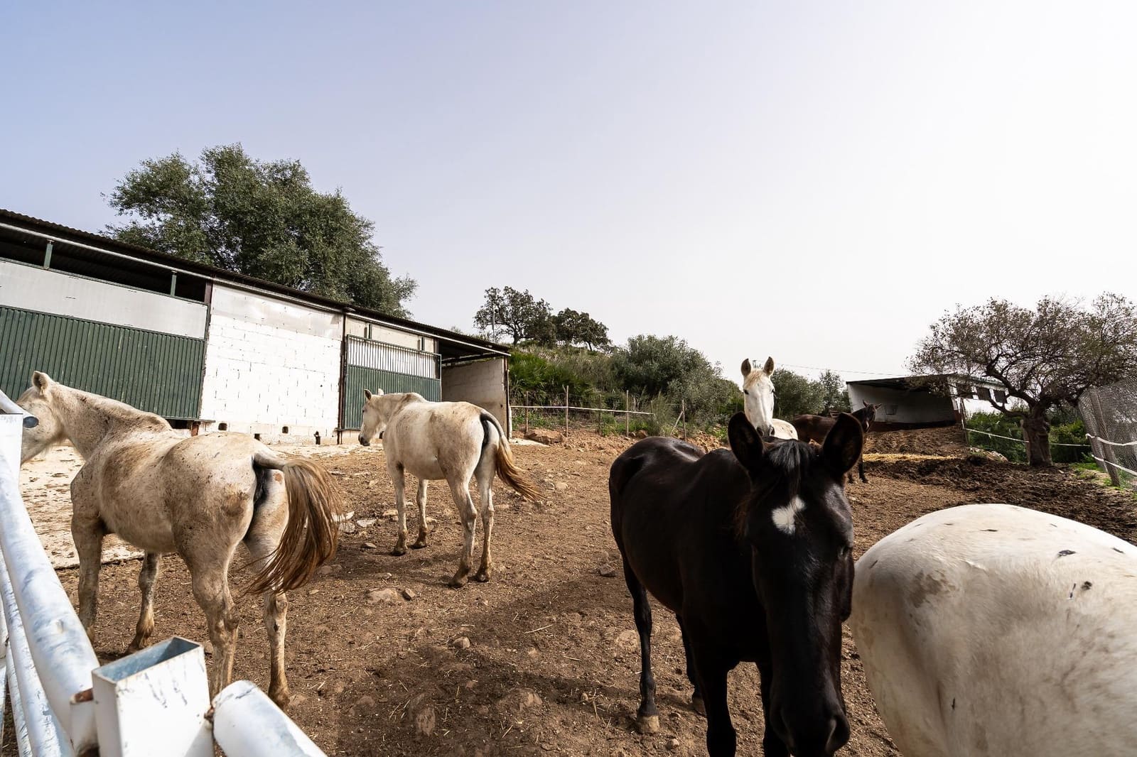 5 bedroom Finca/Country House for sale in Villanueva de la Concepcion with pool - € 1,600,000 (Ref: 9787487)