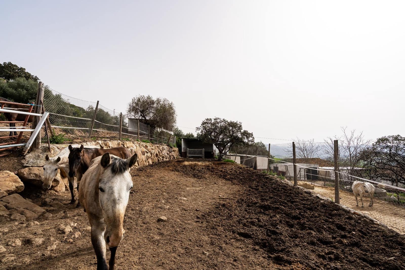 5 bedroom Finca/Country House for sale in Villanueva de la Concepcion with pool - € 1,600,000 (Ref: 9787487)