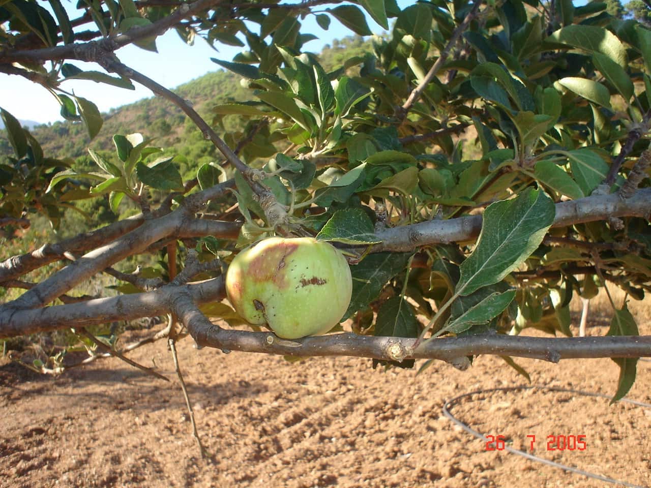 Byggegrund til salg i El Padron - € 2.500.000 (Ref: 8766394)