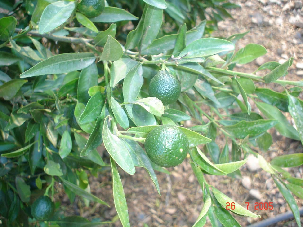 Byggegrund til salg i El Padron - € 2.500.000 (Ref: 8766394)