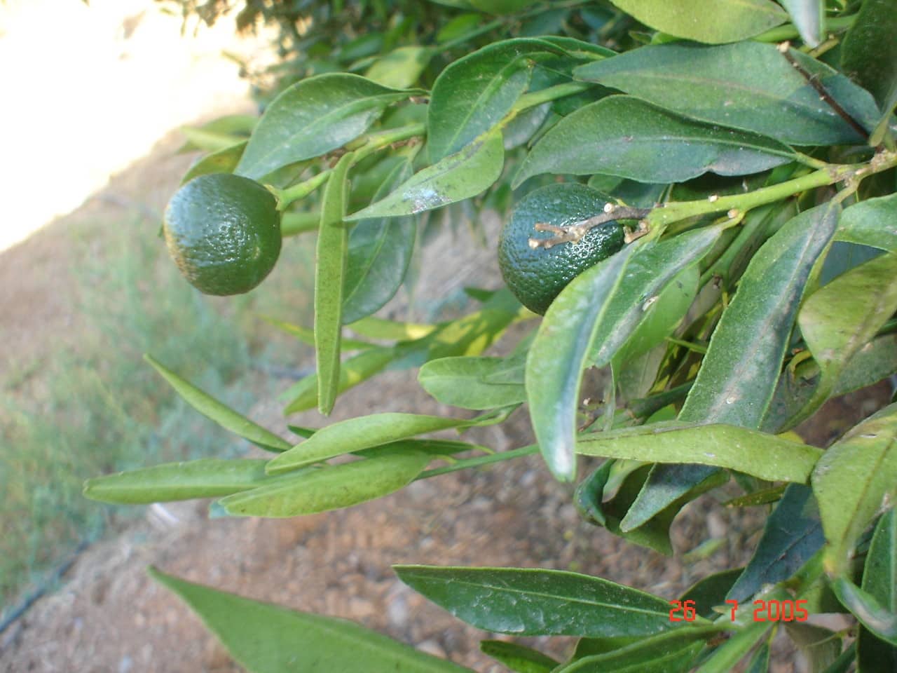 Byggegrund til salg i El Padron - € 2.500.000 (Ref: 8766394)