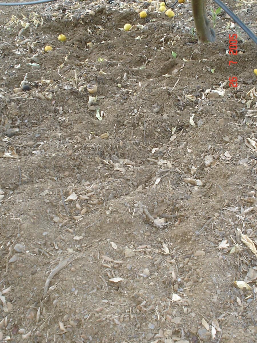 Byggegrund til salg i El Padron - € 2.500.000 (Ref: 8766394)