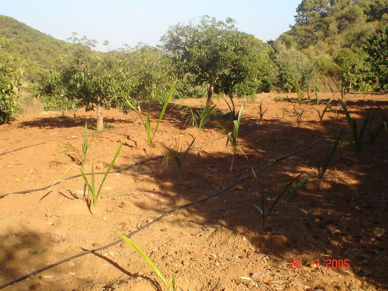 Byggegrund til salg i El Padron - € 2.500.000 (Ref: 8766394)